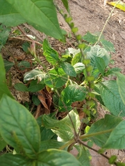 Spigelia