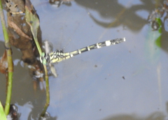 Austroepigomphus praeruptus