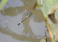 Austroepigomphus praeruptus
