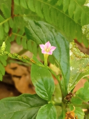 Spigelia