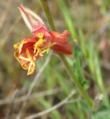 Oenothera mollissima