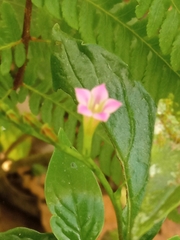 Spigelia