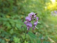 Desmodium glabellum