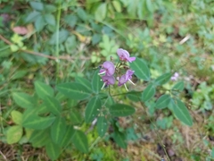 Desmodium glabellum