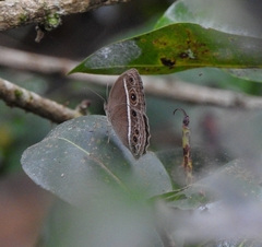 Mycalesis mineus