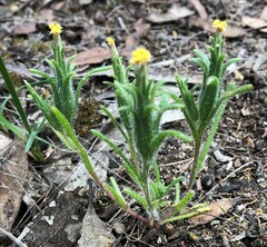 Podotheca angustifolia