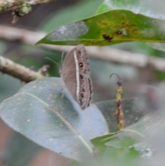Mycalesis mineus