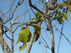 Agelanthus heteromorphus
