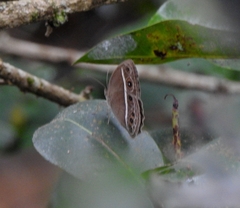 Mycalesis mineus