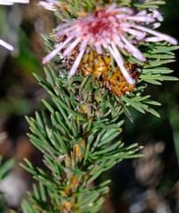 Proteaceae