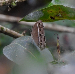Mycalesis mineus