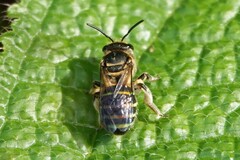 Nomia strigata
