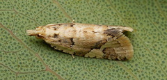 Euphona
