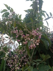 Alternanthera porrigens