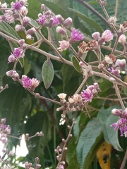 Alternanthera porrigens