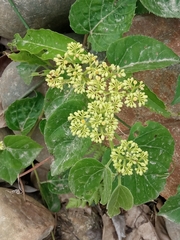 Cissus