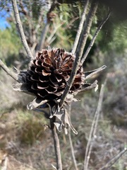 Leucadendron elimense elimense