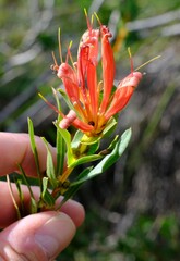 Lambertia multiflora