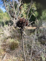 Leucadendron elimense elimense
