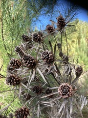 Leucadendron elimense elimense
