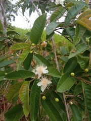 Psidium