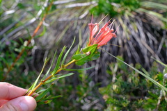 Lambertia multiflora