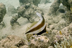 Heniochus chrysostomus