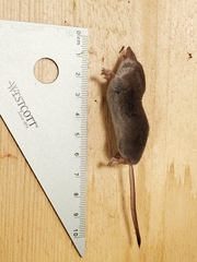 Sorex monticola