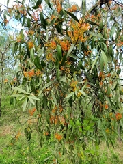 Dendrophthoe glabrescens