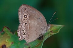 Mycalesis perseoides