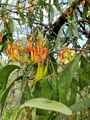 Dendrophthoe glabrescens