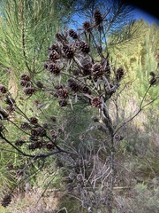 Leucadendron elimense elimense