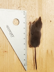 Sorex monticola