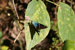 Astraptes fulgerator