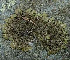 Xanthoparmelia verruculifera