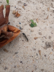 Ponerinae