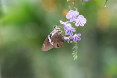 Astraptes fulgerator