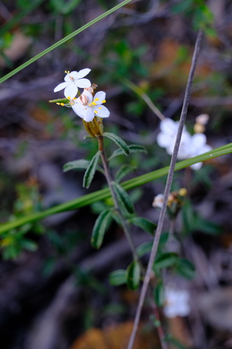gairdner range starbush (Asterolasia drummondii)