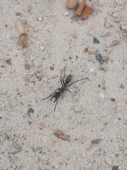 Ponerinae