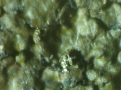 Xanthoparmelia verruculifera