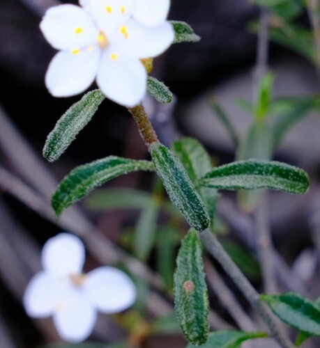 Image of Asterolasia drummondii by (c) Peter Crowcroft, some rights reserved (CC BY)