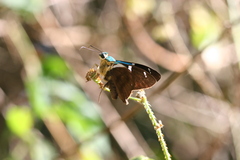 Astraptes fulgerator