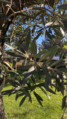 Olea europaea