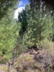 Leptospermum laevigatum