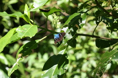 Astraptes fulgerator