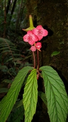 Begonia urticae