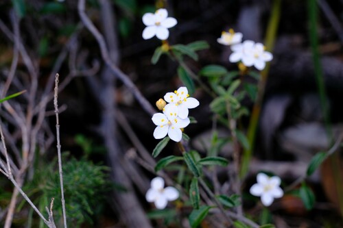 Image of Asterolasia drummondii by (c) Peter Crowcroft, some rights reserved (CC BY)
