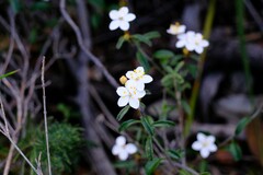 Asterolasia drummondii