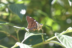 Astraptes fulgerator