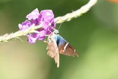 Astraptes fulgerator